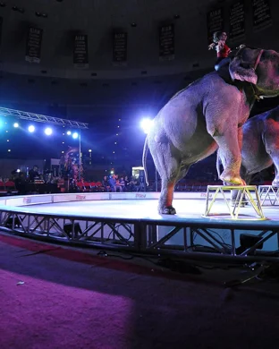 Ringling Bros. and Barnum & Bailey Circus Detroit